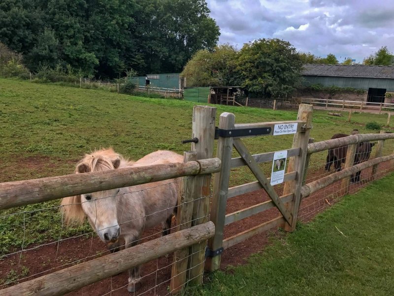 Puzzlewood-shetlands-ponies