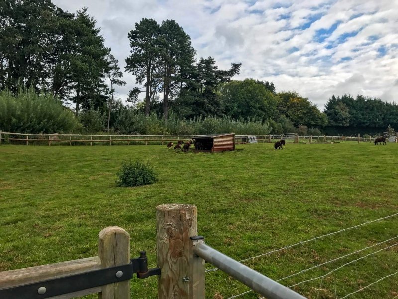 Puzzlewood-shetlands-pony-enclosure