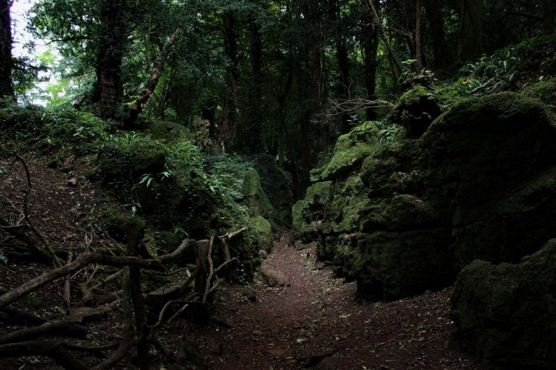 Puzzlewood-sun-ray-through-dense-trees
