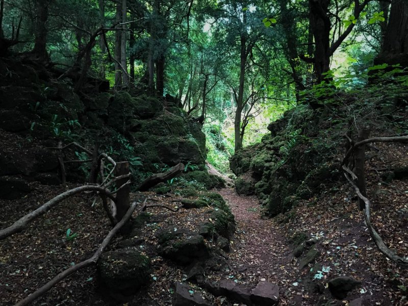 Puzzlewood-walk-paths