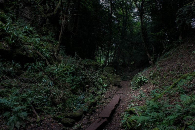 Puzzlewood-walks-6