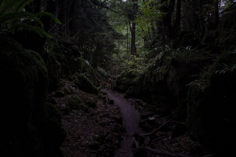 mysterious-paths-puzzlewood-forest-of-dean