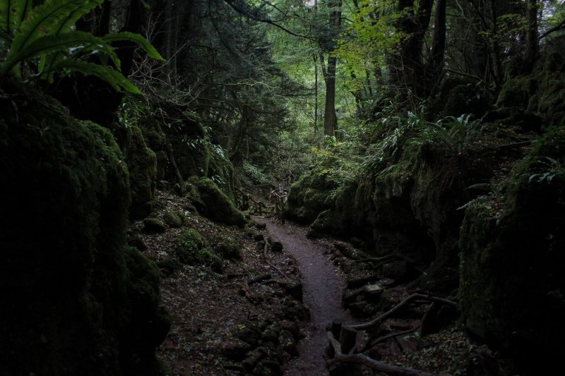 mysterious-paths-puzzlewood-forest-of-dean2