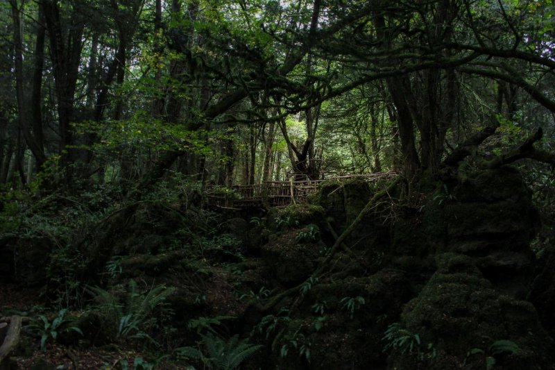 mysterious-paths-puzzlewood-forest-of-dean4