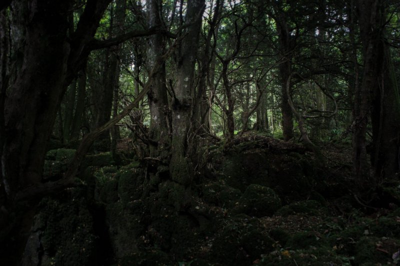 mysterious-woodland-walk-puzzlewood-2