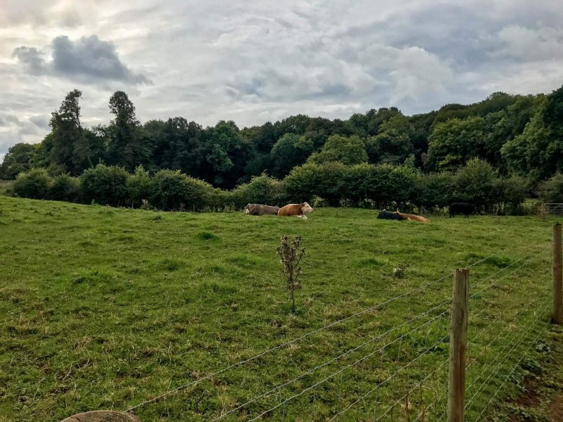 puzzlewood-farm-cows