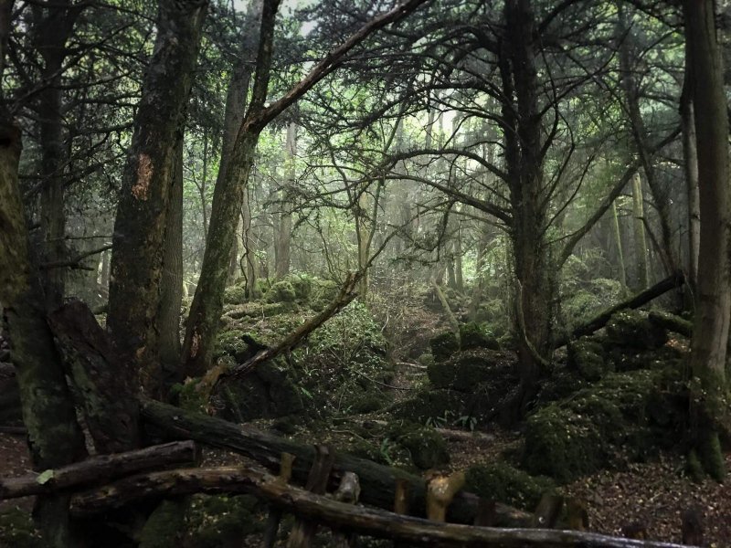 puzzlewood-mysterious-atmosphere-in-the-rain1