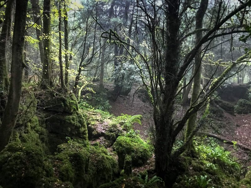 puzzlewood-mysterious-atmosphere-in-the-rain2