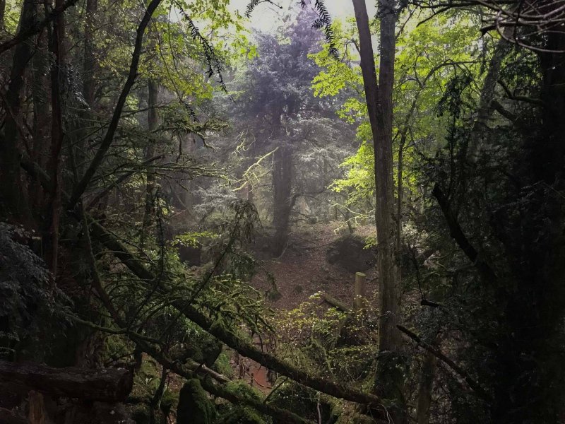 puzzlewood-mysterious-atmosphere-in-the-rain3