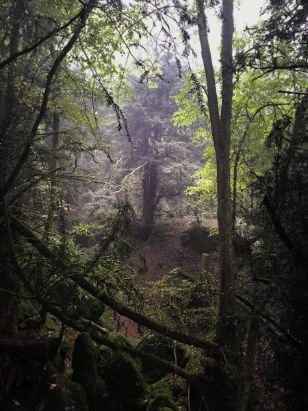 puzzlewood-mysterious-atmosphere-in-the-rain4