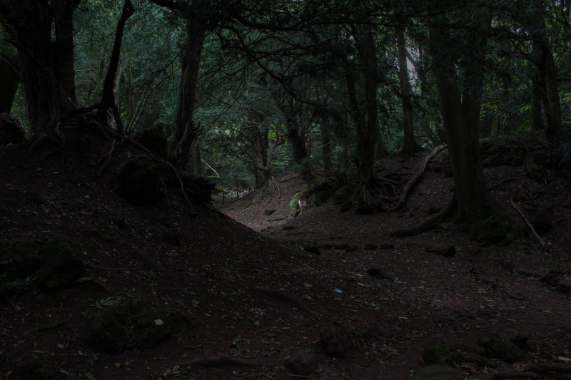 mysterious-walks-in-puzzlewood