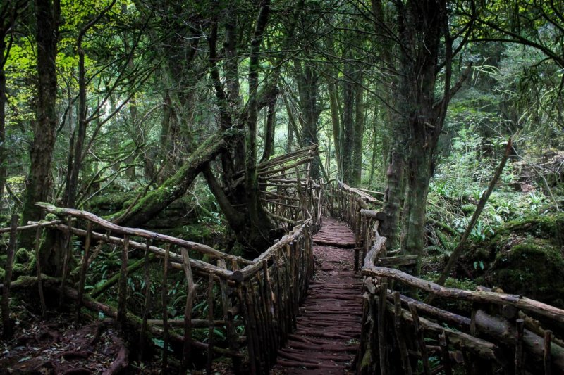 wooden-bridge-puzzlewood-forest-of-dean