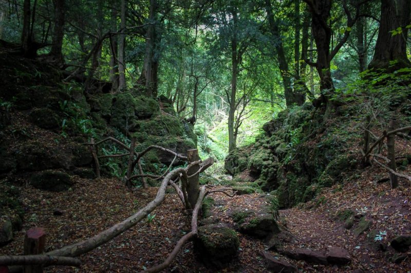 woodland-walk-Puzzlewood
