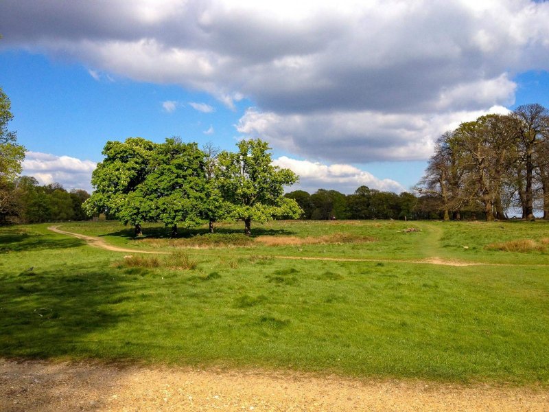 richmond-park-london-on-a-sunny-day-2