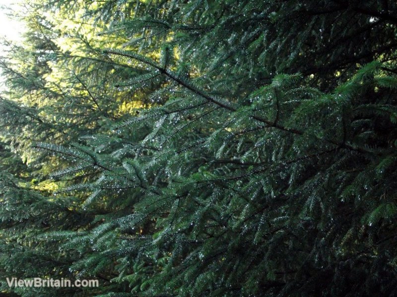 Beautiful-Trees-on-a-walk-near-Lochan-Spling