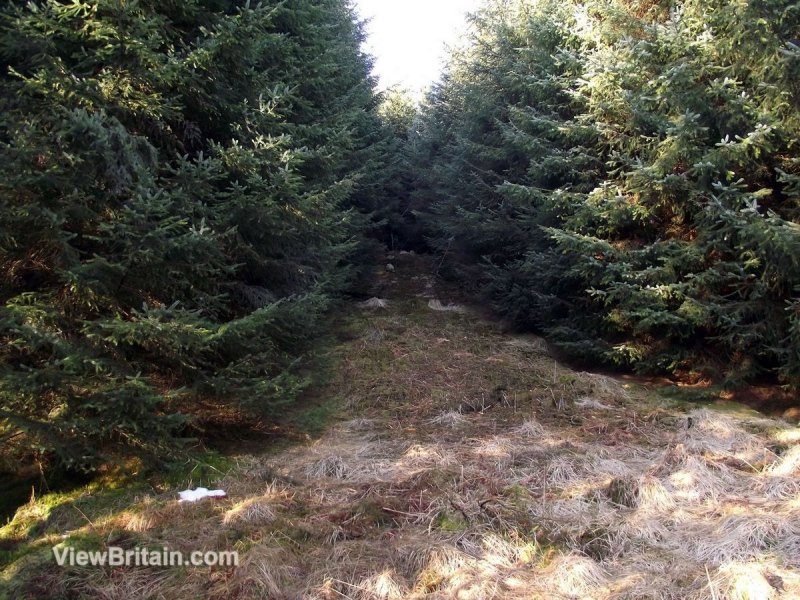 Path-Leading-to-Deep-Pine-Forest-Aberfoyle-Scotland