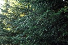 Beautiful-Trees-on-a-walk-near-Lochan-Spling