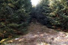Path-Leading-to-Deep-Pine-Forest-Aberfoyle-Scotland