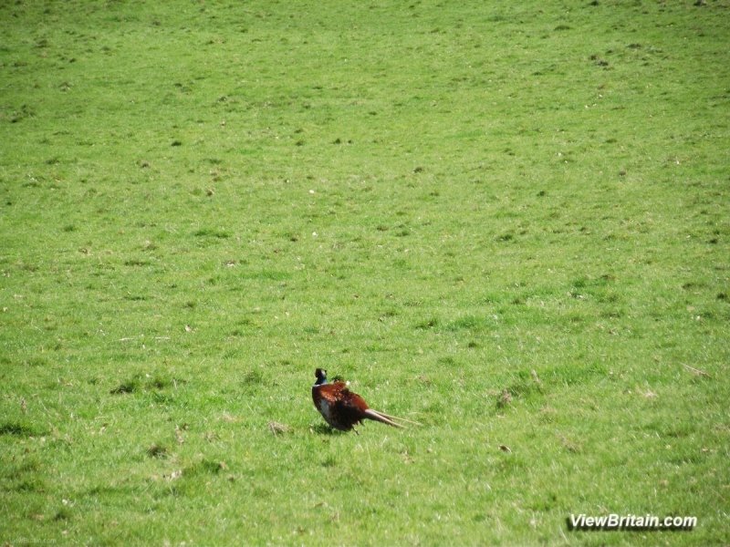 A-lonely-Pheasant-in-Chirk-Castle-Grounds-Wrexham-Wales