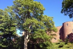 Giant-Oak-Tree-in-Powis-Castle