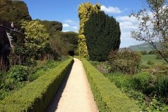 Magnificent-Yew-Trees-Powis-Castle
