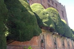 Nicely-Clipped-Yew-Trees-in-Powis-Castle