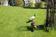 Peacocks-Roaming-outside-Powis-Castle