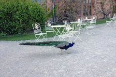 Peacocks-roaming-near-Powis-Castle-entrance