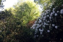 Rare-plants-and-trees-in-Powis-Castle-grounds