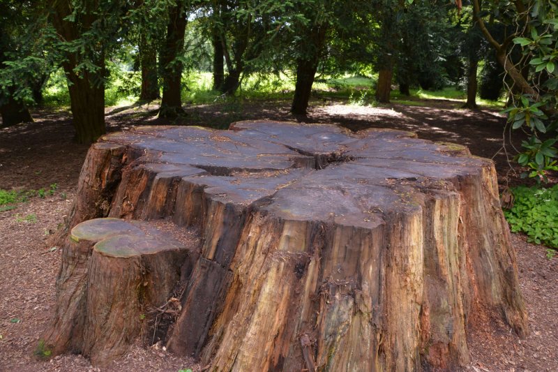 A-Chaimpion-tree-stump-at-westonbirt-arboretum