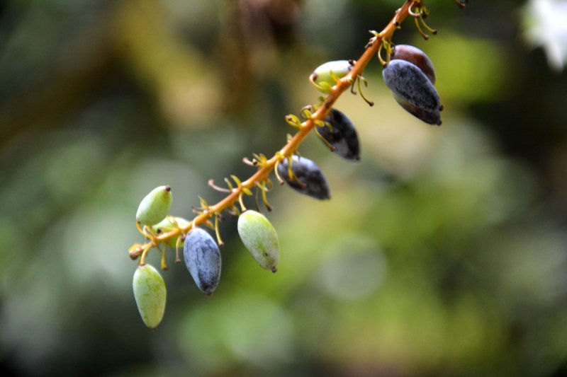 Attractive-variety-of-berry-shrub-at-westonbirt-arboretum