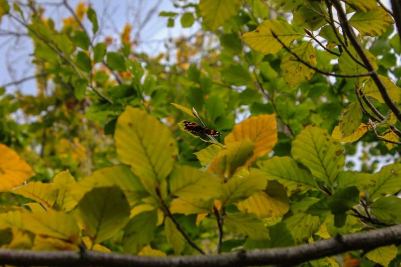 butterfly-closeup-symonds-yat-walk