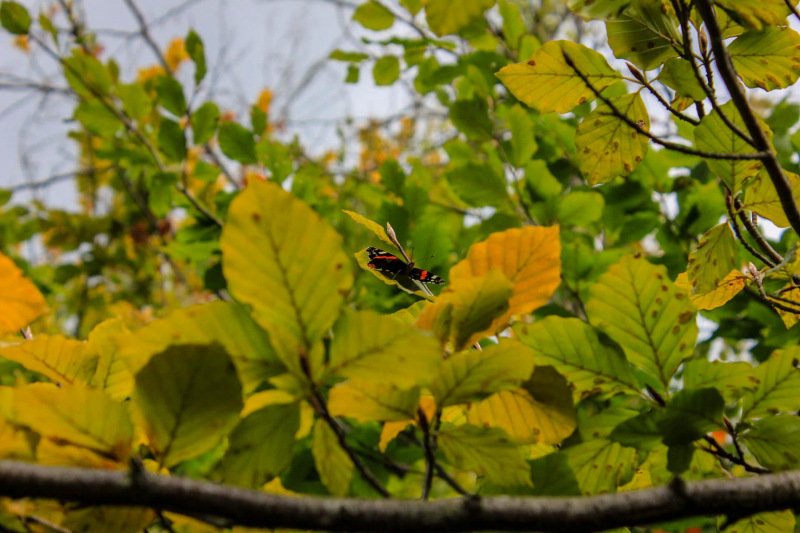 butterfly-upcolse-walk-near-symonds-yat-wye-valley