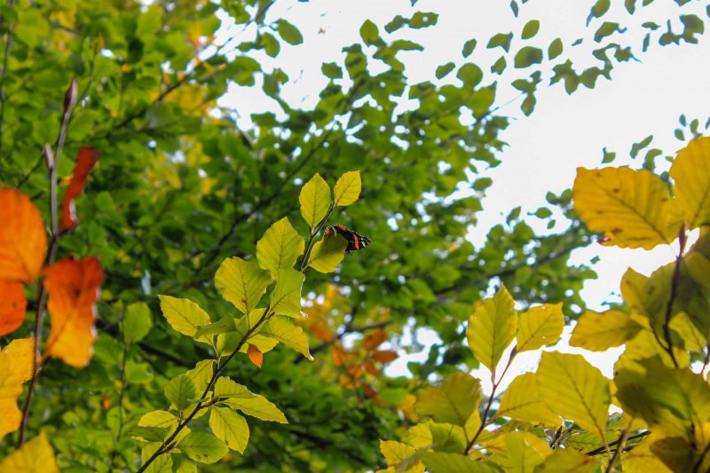 butterlfy-spotting-symonds-yat-trail-1