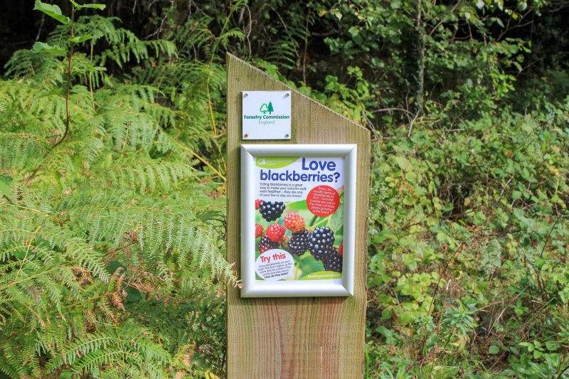 symonds-yat-trail-blackberries-sign-post