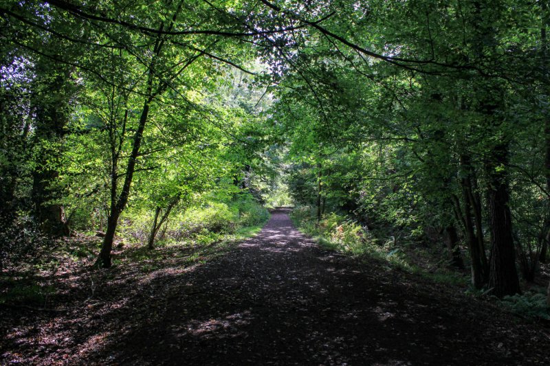 symonds-yat-trail-walk-path-1