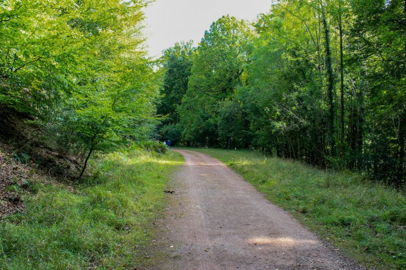 walk-back-to-symonds-yat-car-park-wye-valley