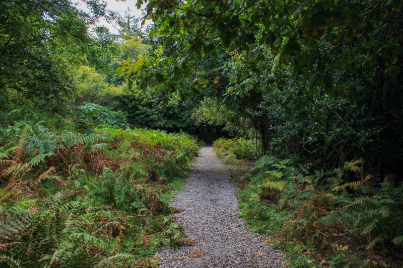 walk-near-symonds-yat-wye-valley-2