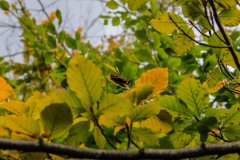 butterfly-upcolse-walk-near-symonds-yat-wye-valley