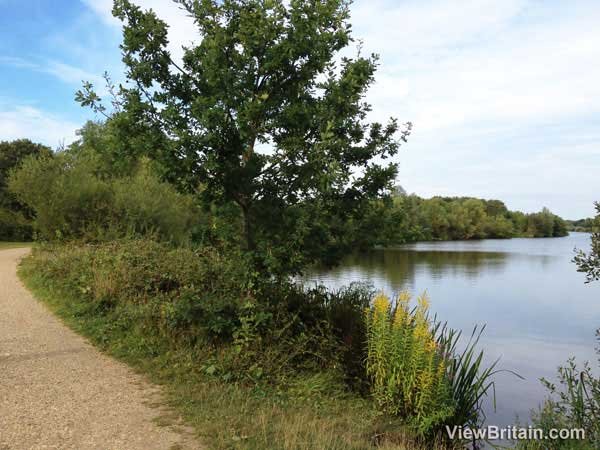 White-Swan-lake-Dinton-Pastures-Country-Park-Berkshire-England