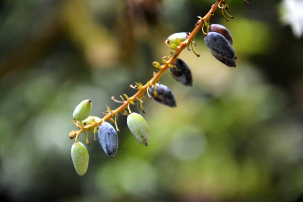 Attractive-variety-of-berry-shrub-at-westonbirt-arboretum