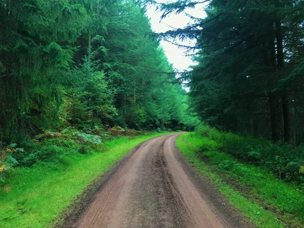 Forest-of-dean-path
