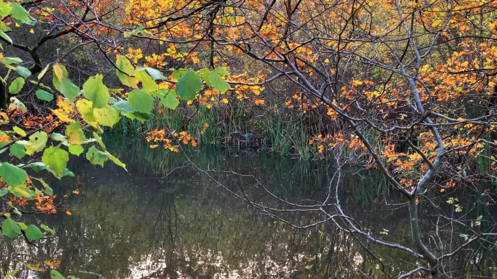 Heron-waiting-patiently-at-lower-hollows-pond-bookham-common