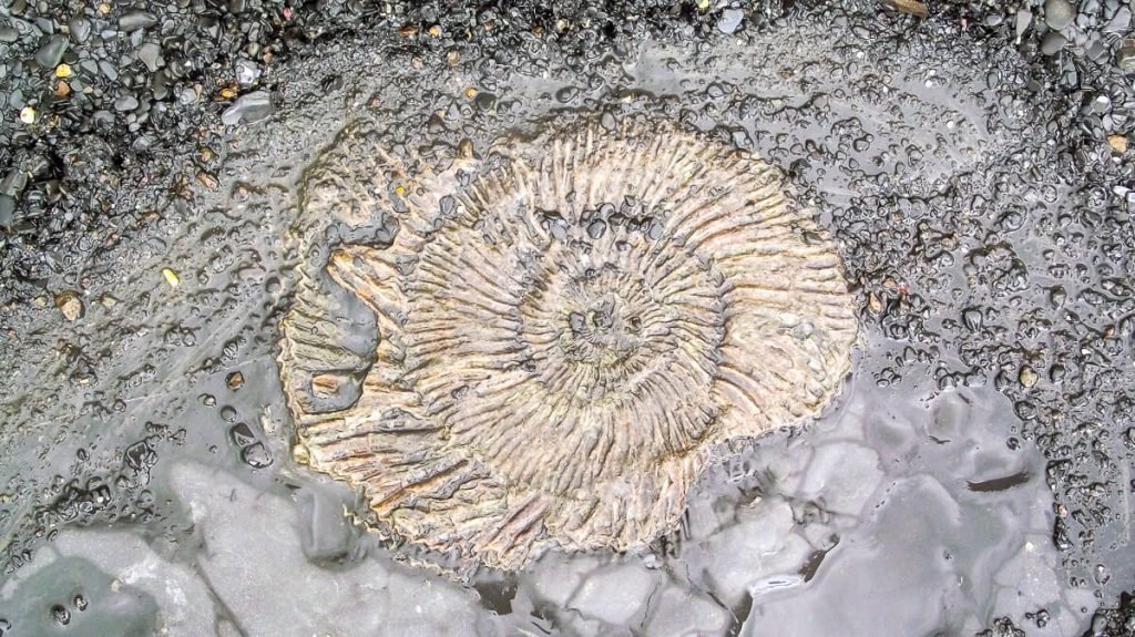 Kimmeridge_bay-fossil-inside-rock