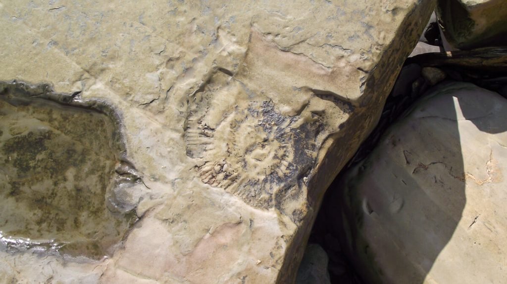Kimmeridge_bay-fossil-rocks