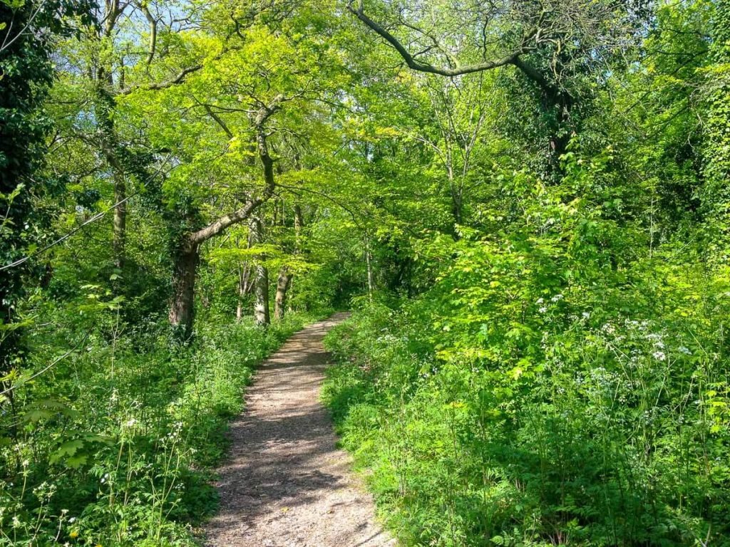 petersham-commons-woods-richmond-london