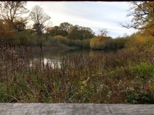 Read more about the article Bookham Commons – Surrey – Things to see, Pictures and Videos