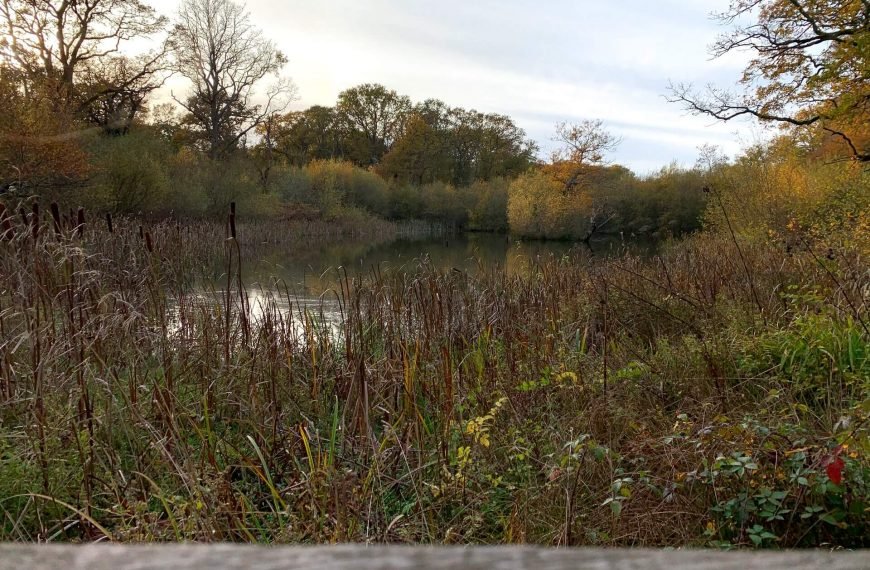 upper-eastern-pond-bookham-commons