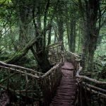 Things to See and Do in Puzzlewood – Forest of Dean