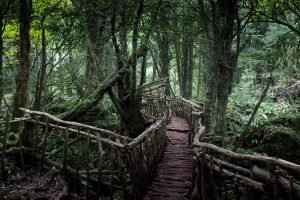 Read more about the article Things to See and Do in Puzzlewood – Forest of Dean